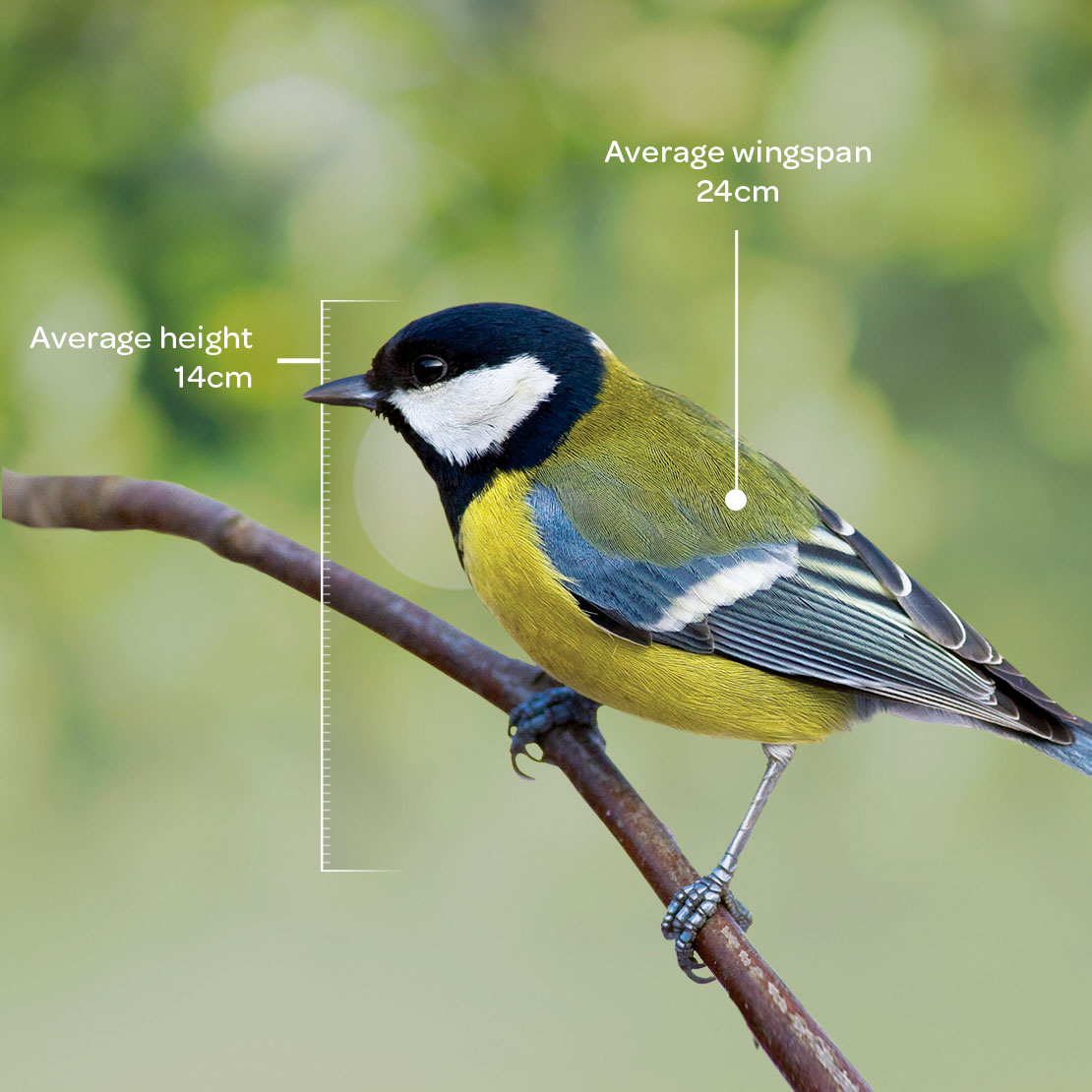 Great Tit Great Tit