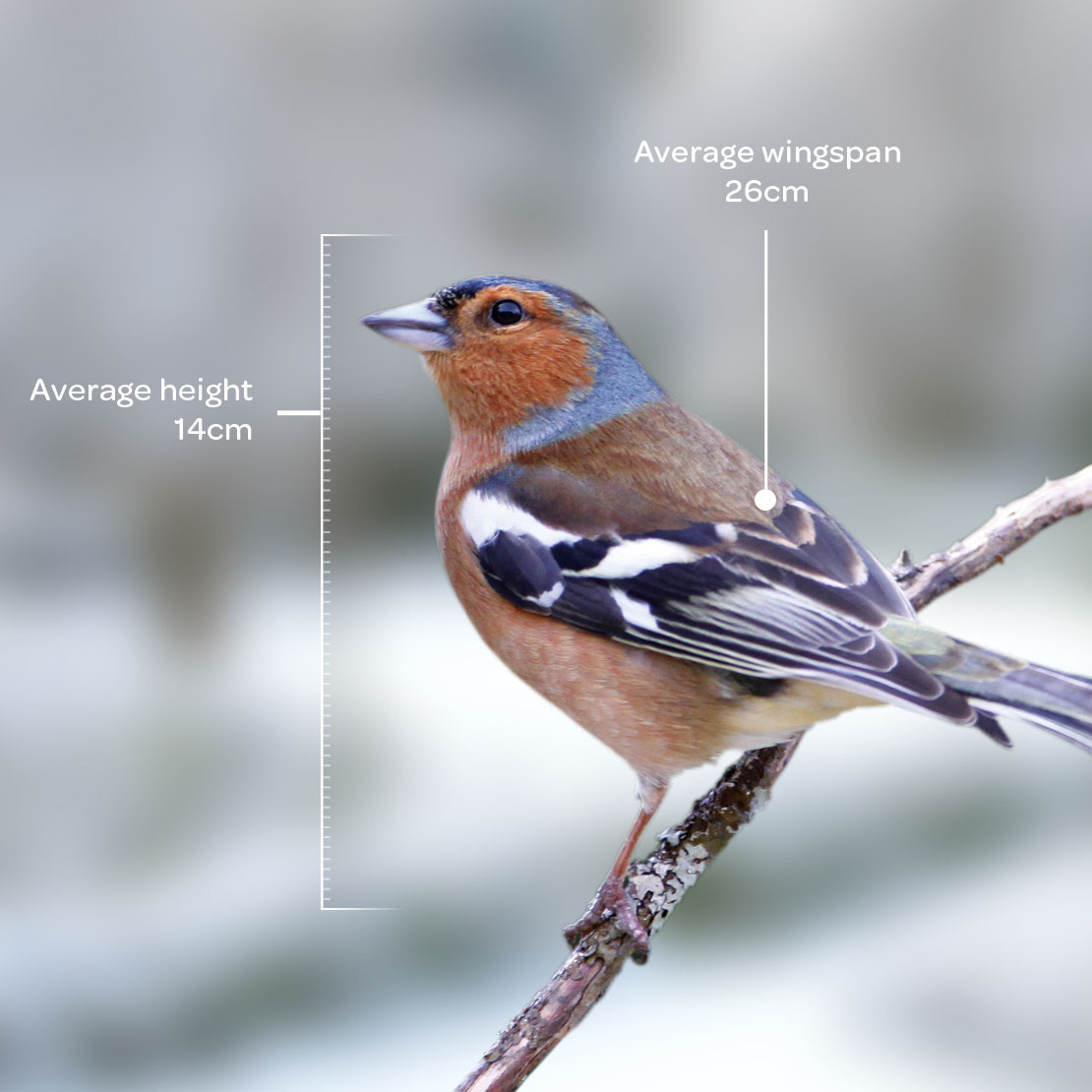 Chaffinch Chaffinch