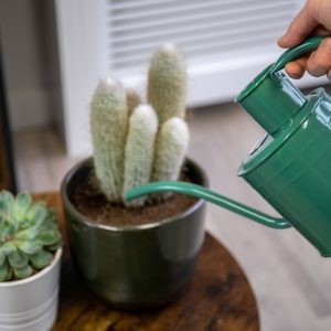 indoor watering can sage green feeding houseplants