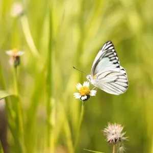 Attract butterflies to your garden