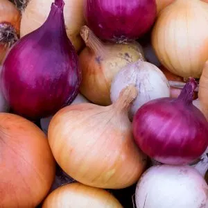 how to grow onions