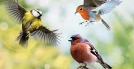 Bird food: Why Calvita is so important