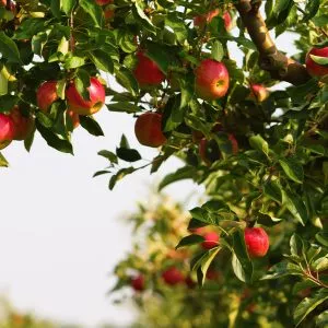 grow fruit tree