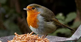 Top tips for feeding wild birds