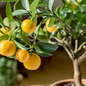 citrus trees