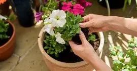 Compost for Pots and Containers