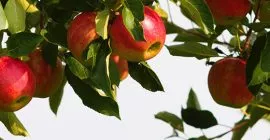 How to Plant Fruit Trees