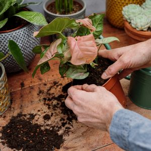 houseplants repotting