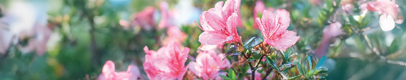 specialist plants rhododendron