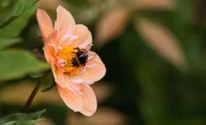 wildlife on flower