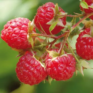 Raspberries - May Gardening Jobs