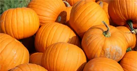 How to Grow Pumpkins