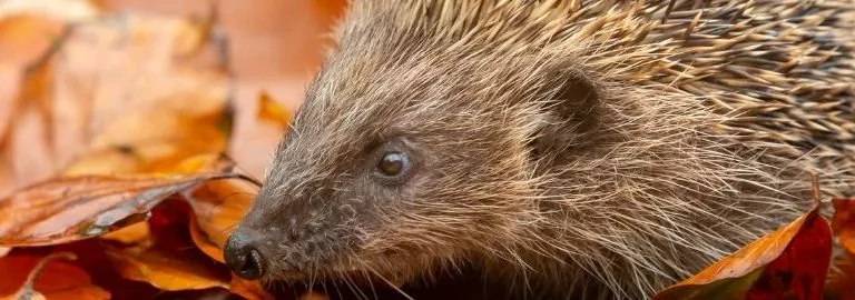 firework night and wildlife