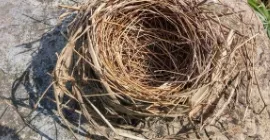 Tips & Advice for Creating the Ideal Nesting Location