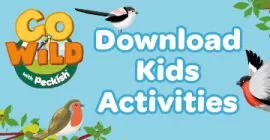 Fun Activities for Kids