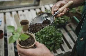 Compost for seeds