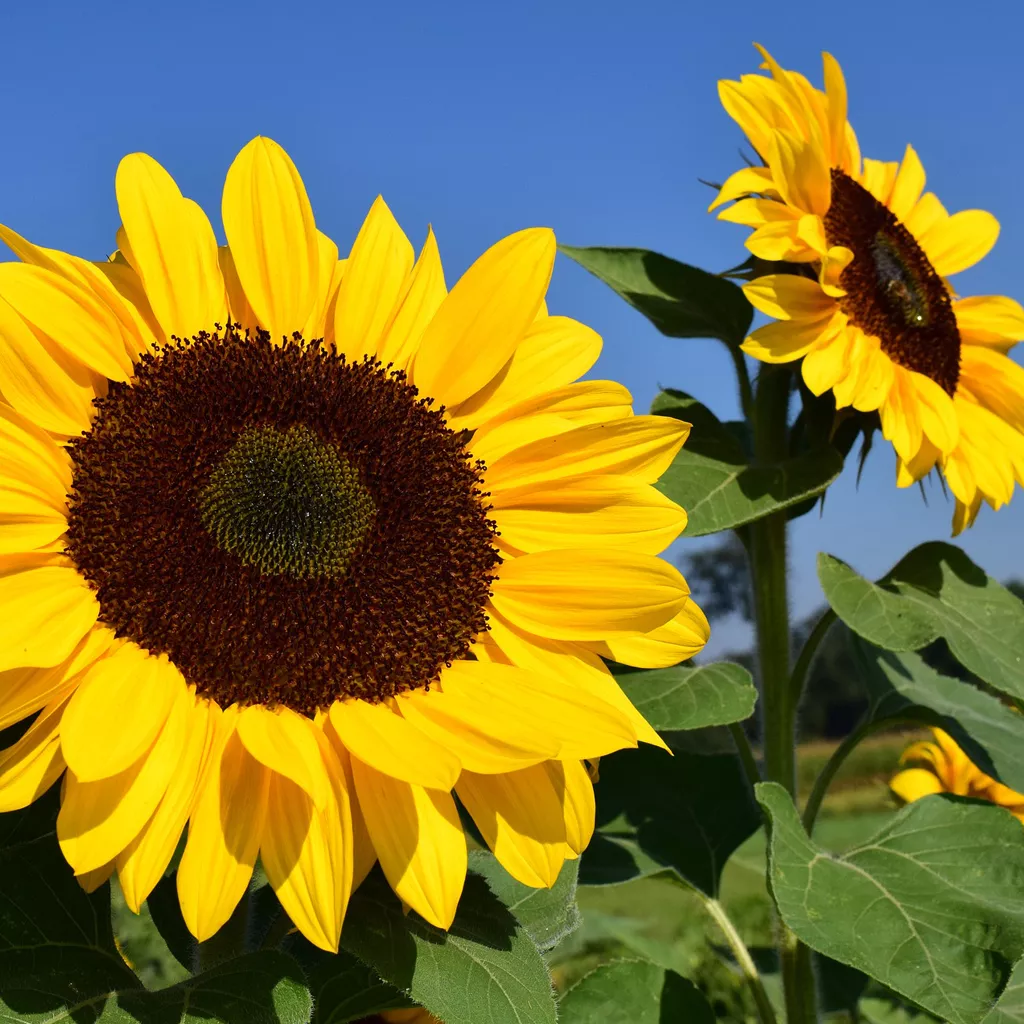 how to grow sunflowers