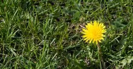 How to get rid of lawn weeds