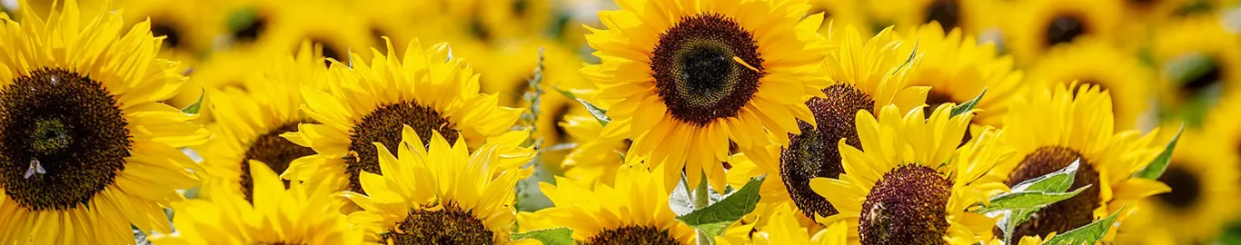 When to Transplant Sunflower Seedlings? – The Garden Bug Detroit