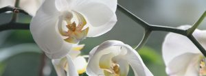 white orchid
