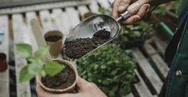 Compost for Seeds and Young Plants