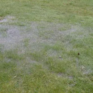 poor lawn drainage