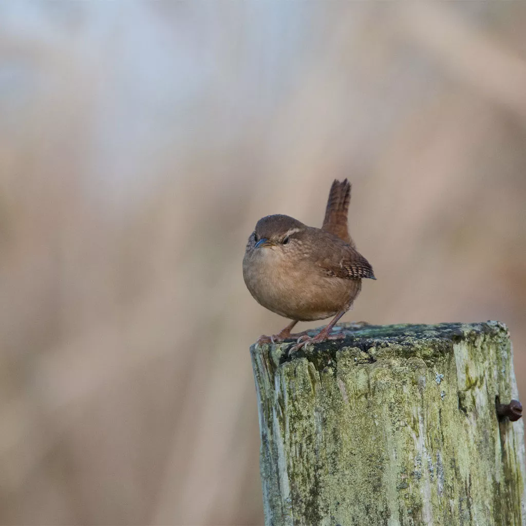 wren winter winter bird feeding