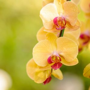 yellow orchid