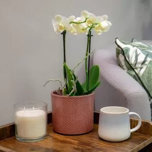 how to repot houseplants orchid