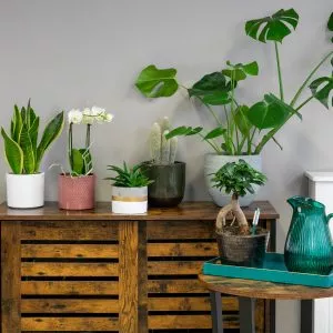 how to repot houseplants