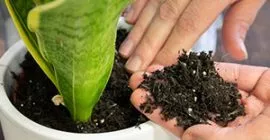 How to Repot Houseplants?