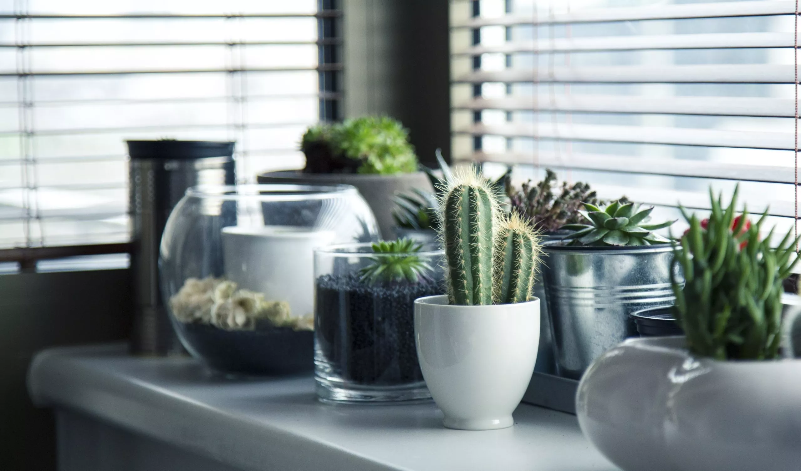 cacti and succulents on windowsill