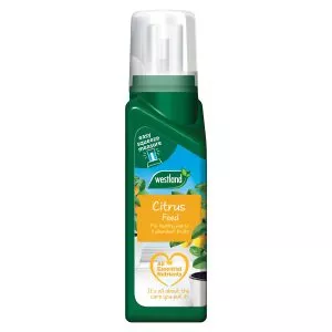 citrus feed