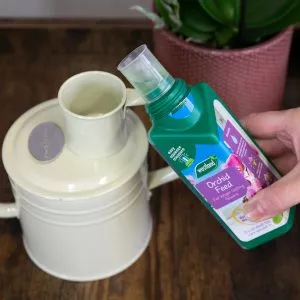 orchid feed in watering can