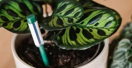 How to Water and Feed Houseplants