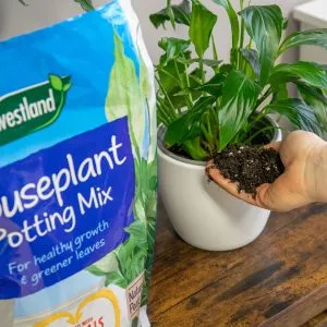 westland houseplant potting mix in use