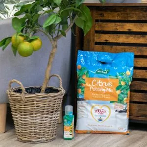 citrus potting mix next to lemon tree