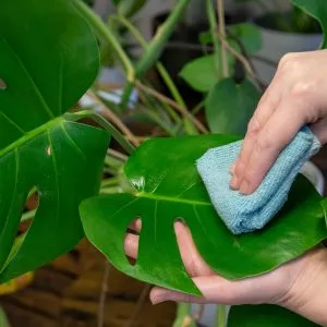 houseplant leaf mist and shine in use