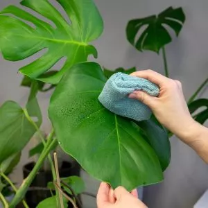 houseplant leaf mist and shine in use