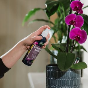 Person spraying orchid mist on leaves