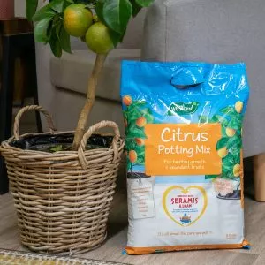 citrus potting mix next to lemon tree