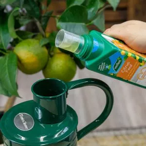 citrus feed next to lemon tree watering can