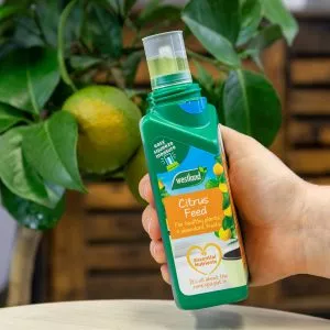 citrus feed next to lemon tree