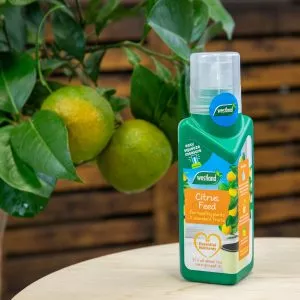 citrus feed next to lemon tree