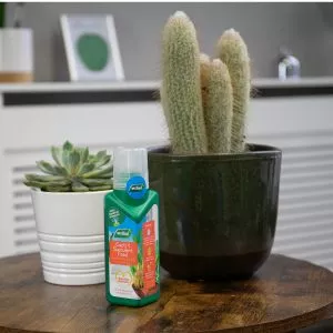 Cacti & Succulent feed