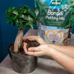 bonsai potting mix in hand