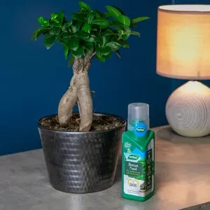 bonsai feed next to bonsai