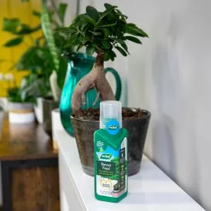 bonsai feed next to bonsai