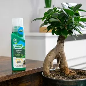 bonsai feed next to bonsai
