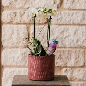 orchid droplet feeder in pot